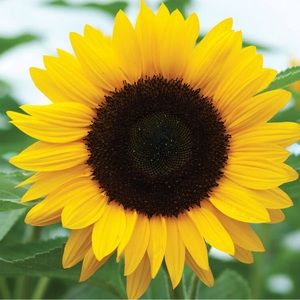 Meet your Posher, Rosalind